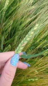 Fusarioos hilisel odral