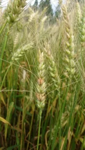 Fusarioos mitmel pähikul