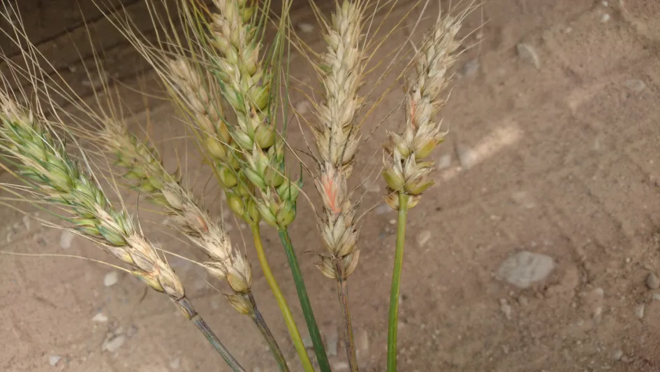 Fusarioos tali- ja suviteraviljades 1 Fusarioos tali- ja suviteraviljades