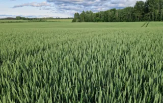 Talinisu Pallas Talinisu Pallas