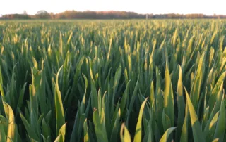 Talinisu Pallas Talinisu Pallas