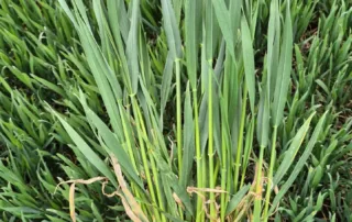 Talinisu Pallas Talinisu Pallas