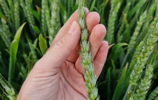 Talinisu Pallas Talinisu Pallas