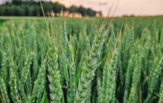 Talinisu Pallas Talinisu Pallas