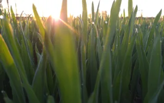 Talinisu Pallas Talinisu Pallas