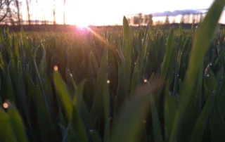 Talinisu Pallas Talinisu Pallas