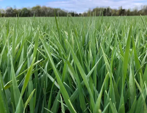 Kõrretugevdamine ja tuulekaera tõrje