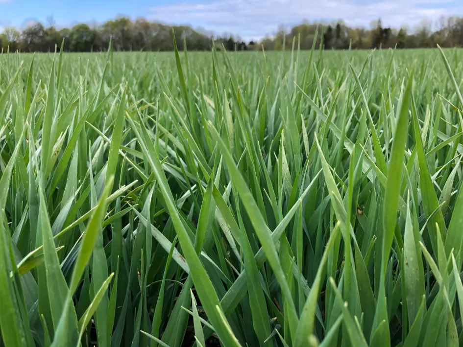 Kõrretugevdamine ja tuulekaera tõrje satuvad ühte aega, seega tuleb olla eriti täpne Kõrretugevdamine ja tuulekaera tõrje satuvad ühte aega, seega tuleb olla eriti täpne