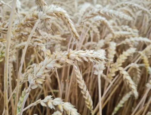 Nisu langemisarvu mõjutajad