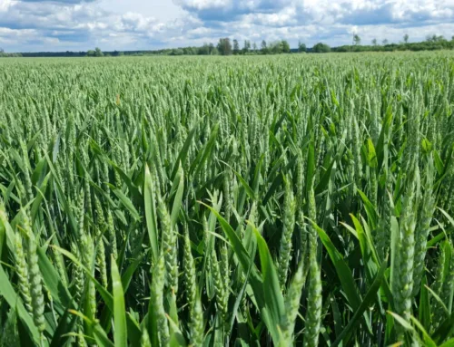 Nisu õitsemise etapid