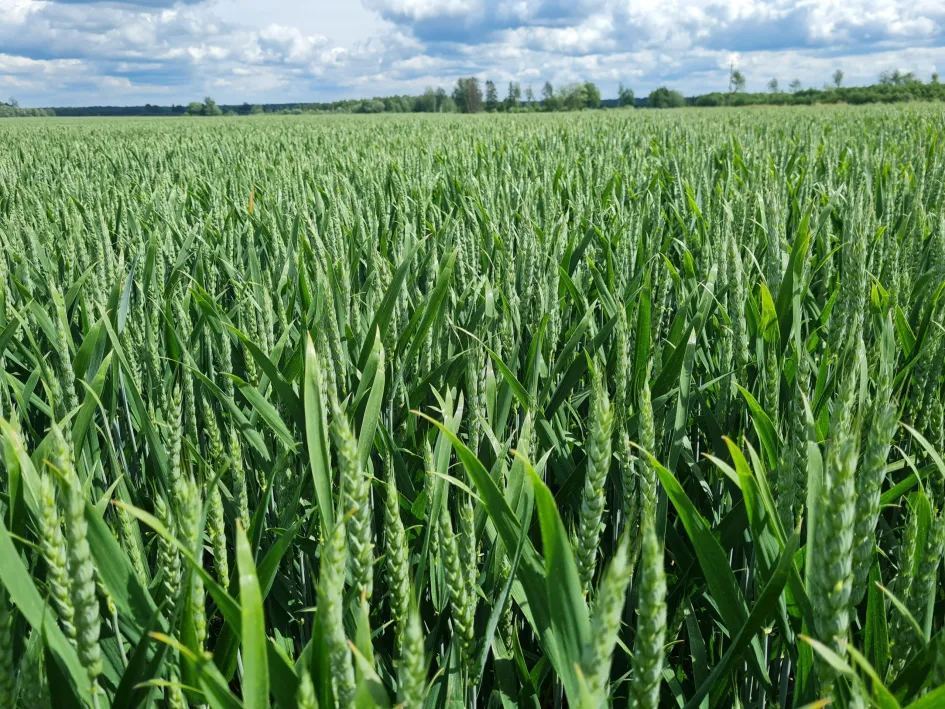 Nisu õitsemisel on kenasti määratletavad etapid – algus, keskpaik, lõpp Nisu õitsemisel on kenasti määratletavad etapid - algus, keskpaik, lõpp