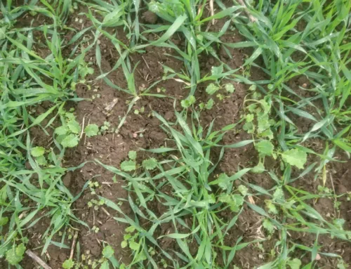 Taliteraviljade sügisene umbrohutõrje on väga vajalik