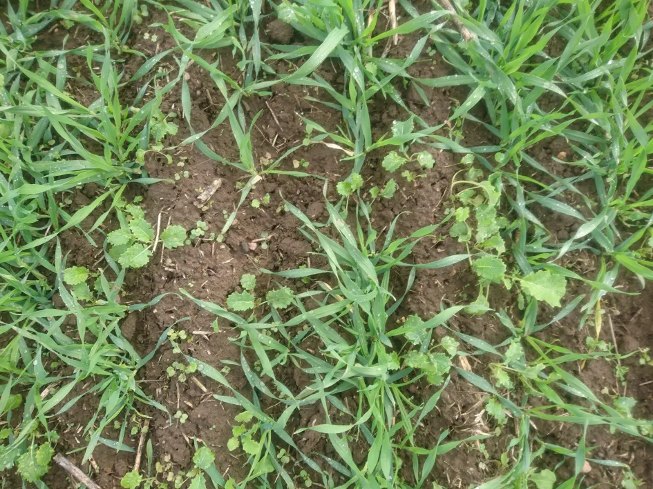 Sügisene umbrohutõrje taliteraviljapõldudel on vajalik Sügisene umbrohutõrje taliteraviljapõldudel on vajalik