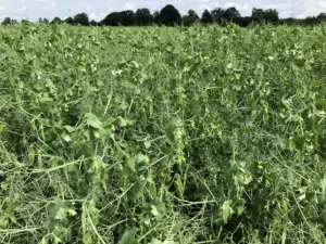 Suvivili - Hernes OSTINATO