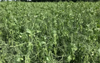 Suvivili – Hernes OSTINATO Suvivili - Hernes OSTINATO