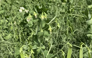 Suvivili – Hernes OSTINATO Suvivili - Hernes OSTINATO