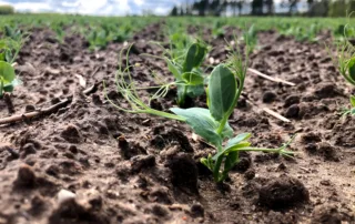 Suvivili – Hernes OSTINATO Suvivili - Hernes OSTINATO