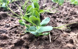 Suvivili – Hernes OSTINATO Suvivili - Hernes OSTINATO