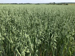 Suvivili - Kaer APOLLON