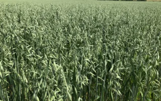 Suvivili – Kaer APOLLON Suvivili - Kaer APOLLON