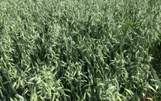 Suvivili -Kaer APOLLON Suvivili - Kaer APOLLON