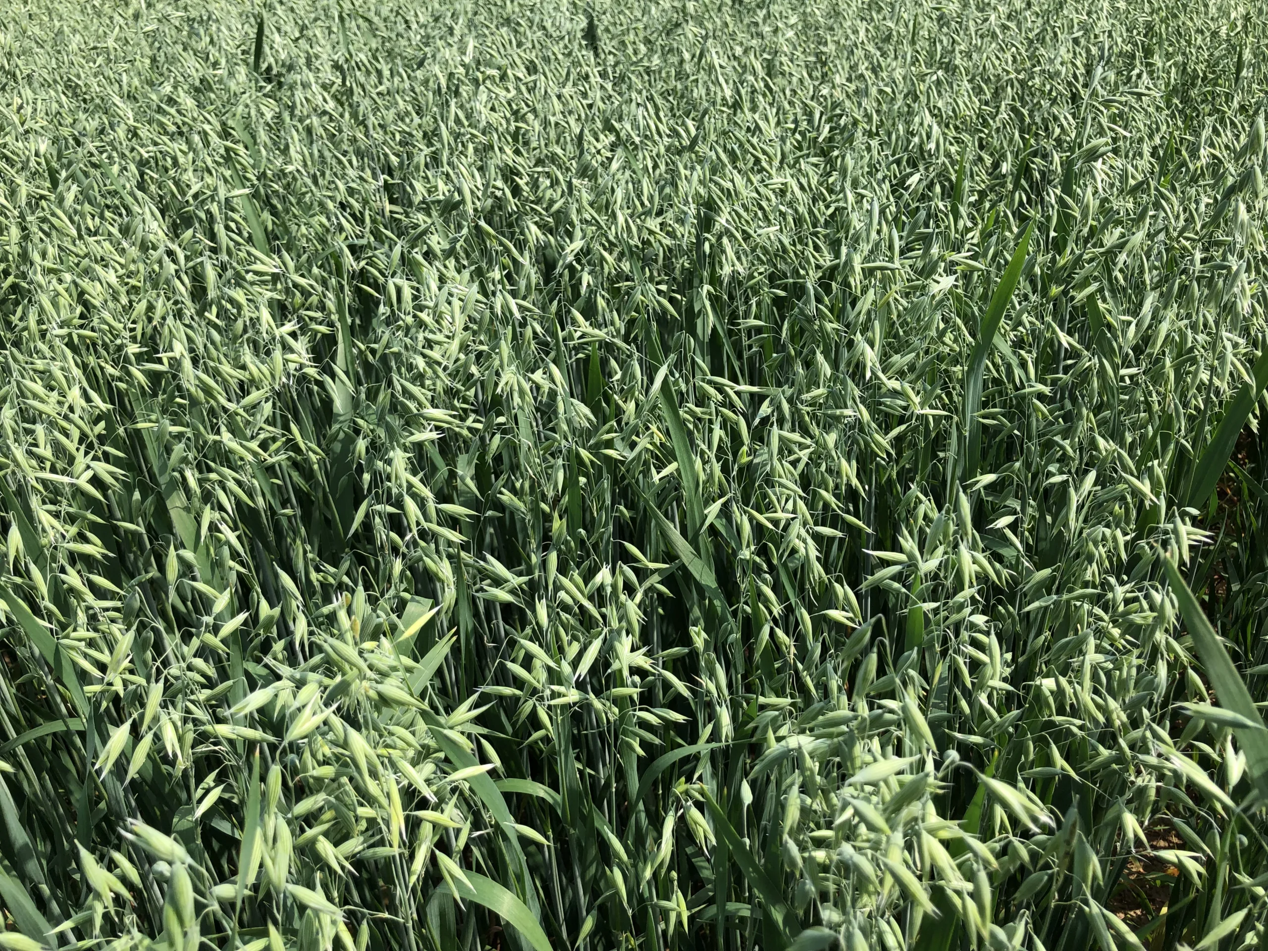 Suvivili - Kaer APOLLON