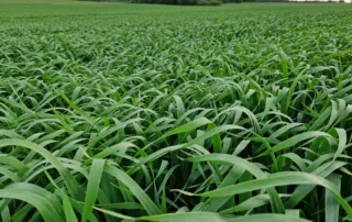 Suvivili – Kaer LION Suvivili - Kaer LION