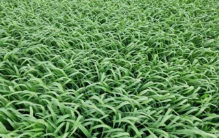 Suvivili – Kaer LION Suvivili - Kaer LION