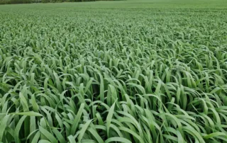 Suvivili – Kaer LION Suvivili - Kaer LION