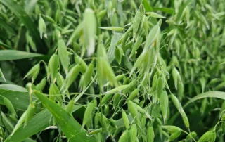 Suvivili – Kaer LION Suvivili - Kaer LION