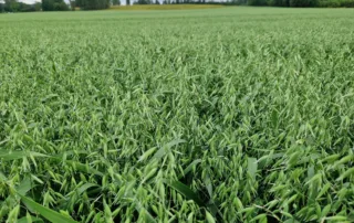 Suvivili – Kaer LION Suvivili - Kaer LION