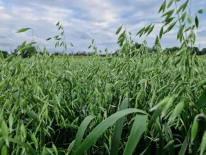 Suvivili - Kaer LION