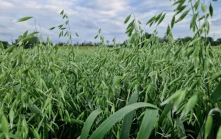 Suvivili – Kaer LION Suvivili - Kaer LION