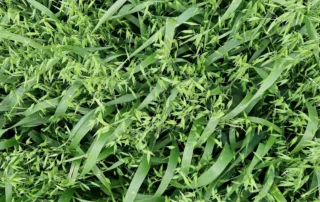 Suvivili – Kaer LION Suvivili - Kaer LION