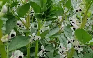 Suvivili – Oa seemned – Uba IRON Suvivili - Oa seemned - Uba IRON