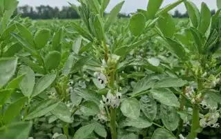 Suvivili – Oa seemned – Uba IRON Suvivili - Oa seemned - Uba IRON