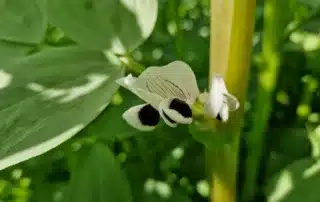 Suvivili – Oa seemned – Uba IRON Suvivili - Oa seemned - Uba IRON