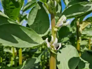 Suvivili - Oa seemned - Uba IRON