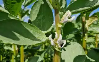 Suvivili – Oa seemned – Uba IRON Suvivili - Oa seemned - Uba IRON