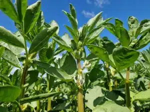 Suvivili - Oa seemned - Uba IRON