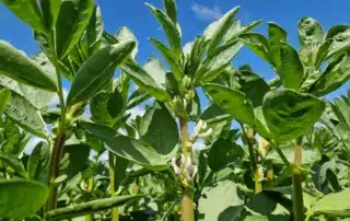 Suvivili – Oa seemned – Uba IRON Suvivili - Oa seemned - Uba IRON