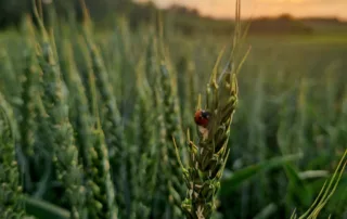 Suvivili – Suvinisu WBP TROY Suvivili - Suvinisu WBP TROY