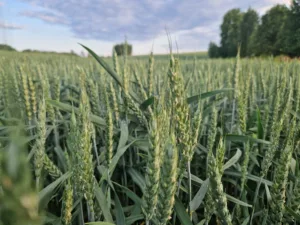 Suvivili - Suvinisu WBP TROY