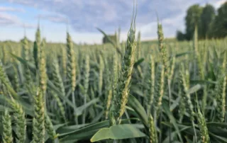 Suvivili – Suvinisu WBP TROY Suvivili - Suvinisu WBP TROY