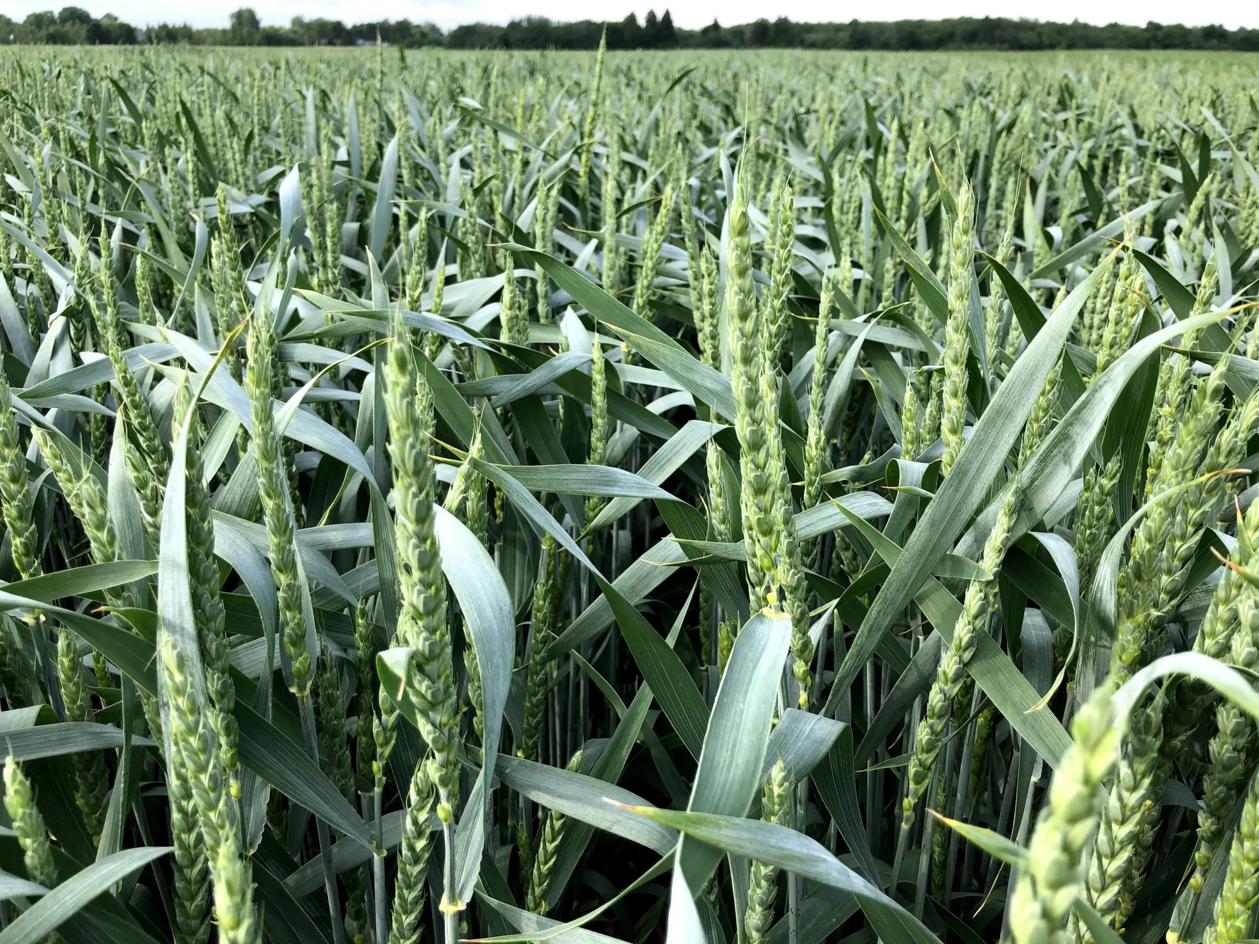 Suvivili - Suvinisu WBP TROY