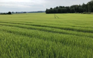 Suvivili - Suvioder BENTE