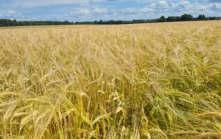 Suvivili - Suvioder BENTE