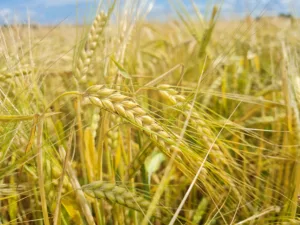 Suvivili - Suvioder BENTE