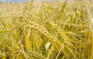 Suvivili - Suvioder BENTE