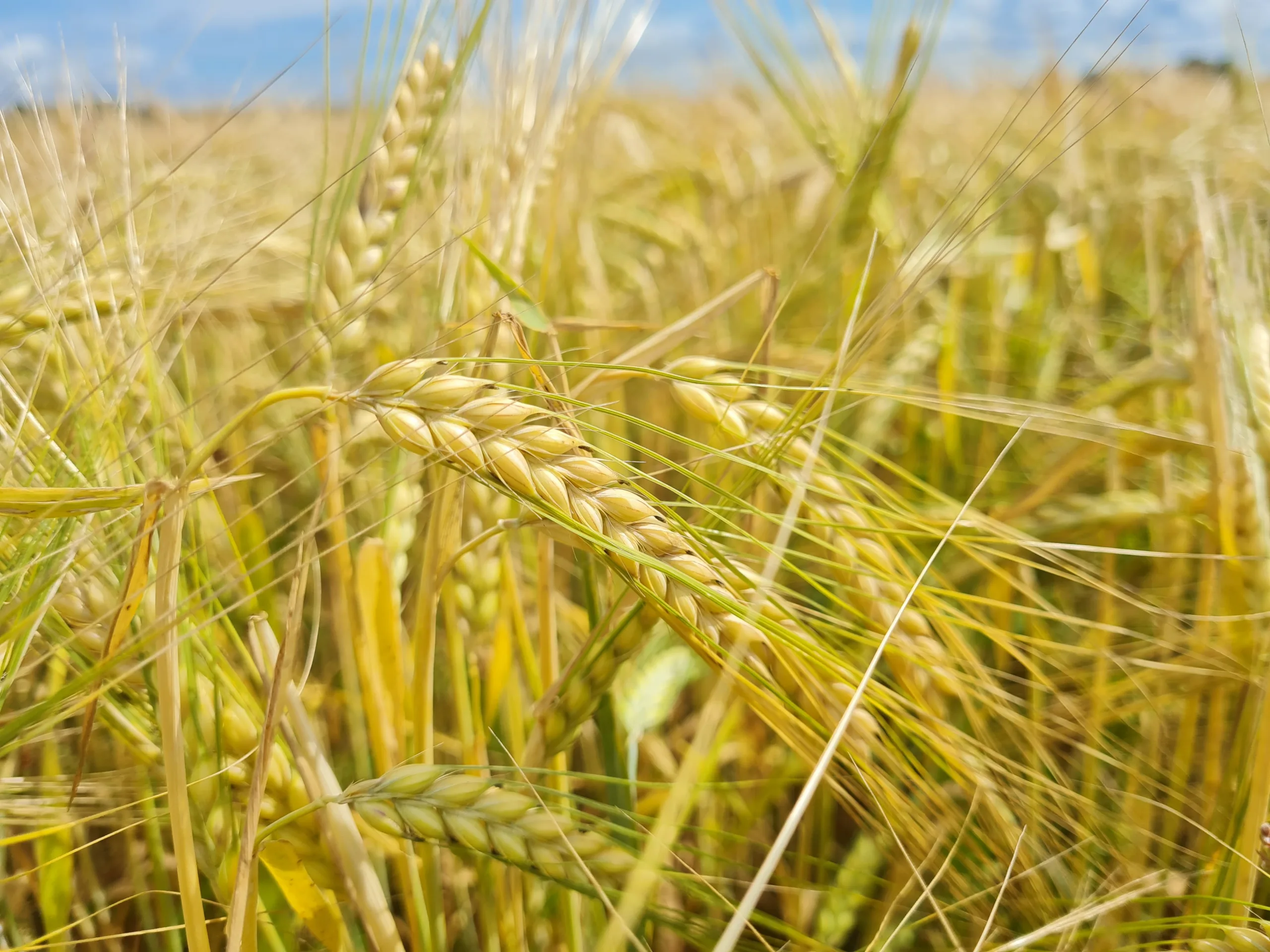 Suvivili - Suvioder BENTE